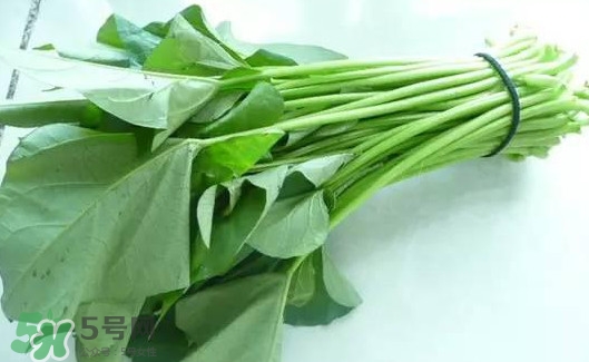 苕尖怎么摘？苕尖怎么擇