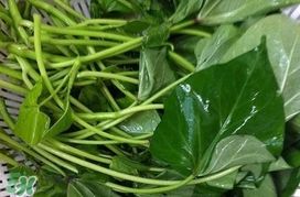 芍尖不能和什么一起吃？苕尖不能和什么一起吃