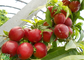 四月份有油桃嗎？四月份的油桃孕婦能吃嗎？