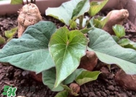 番薯葉是紅薯葉嗎？番薯葉和紅薯葉的區(qū)別