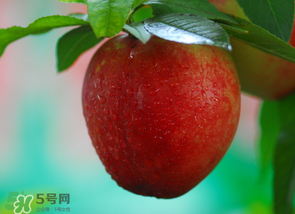 油桃多少錢一斤？油桃多少錢一斤2017？