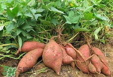 番薯葉怎么種？怎樣種番薯葉