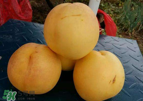 黃金油桃多少錢一斤？黃金油桃什么時候成熟？