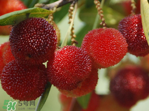 楊梅什么時(shí)候上市？楊梅幾月上市？