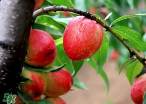 油桃里面發(fā)黑能吃嗎？油桃里面發(fā)黑怎么回事？