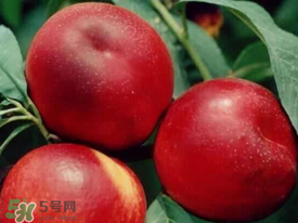 油桃里面發(fā)黑能吃嗎？油桃里面發(fā)黑怎么回事？