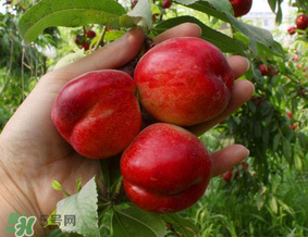 油桃里面發(fā)黑能吃嗎？油桃里面發(fā)黑怎么回事？