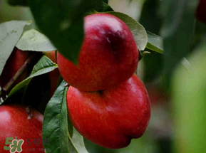 油桃可以放冰箱嗎？油桃能放冰箱嗎？