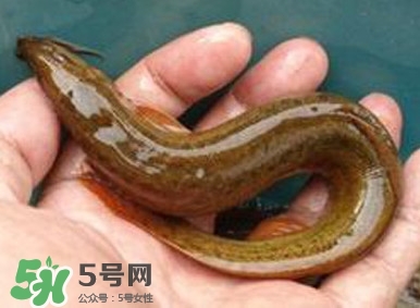 泥鰍如何養(yǎng)？野生泥鰍怎么養(yǎng)