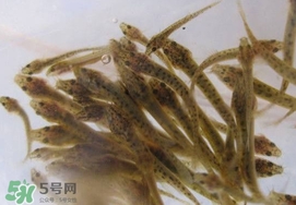 泥鰍吃什么？泥鰍吃什么食物