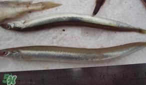 青島面條魚是什么魚？青島面條魚叫什么