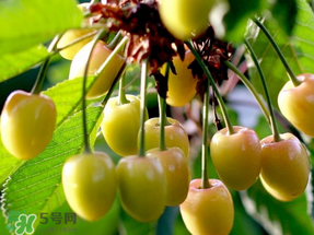 吃櫻桃會(huì)醉嗎？櫻桃吃多了會(huì)醉嗎？