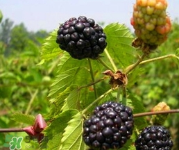 刺泡怎么保存？刺泡保存方法