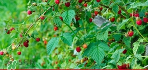 刺泡怎么保存？刺泡保存方法