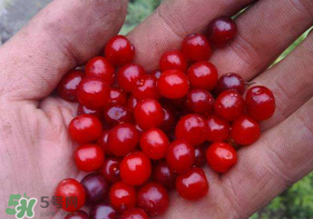 櫻桃籽怎么種小盆栽？櫻桃籽可以種植嗎？