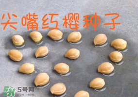 櫻桃籽怎么種小盆栽？櫻桃籽可以種植嗎？