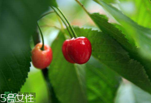 櫻桃籽有毒嗎？櫻桃籽能吃嗎？
