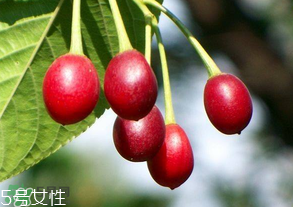 櫻桃籽有毒嗎？櫻桃籽能吃嗎？