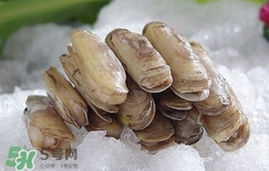 蟶子死了是什么樣子？死蟶子是什么樣子