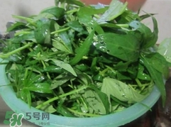 番薯葉怎么種？怎樣種番薯葉