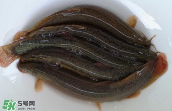 泥鰍如何養(yǎng)？野生泥鰍怎么養(yǎng)