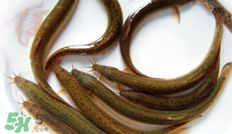 泥鰍吃什么？泥鰍吃什么食物