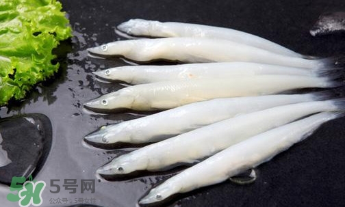 面條魚有刺嗎？面條魚有鱗嗎