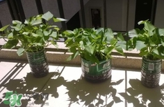 番薯葉怎么種？怎樣種番薯葉