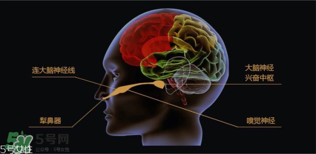 費(fèi)洛蒙香水有用嗎？費(fèi)洛蒙香水正品價(jià)格