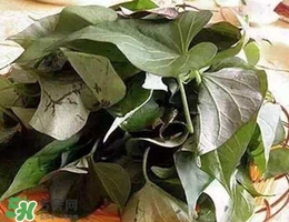 番薯葉是紅薯葉嗎？番薯葉和紅薯葉的區(qū)別