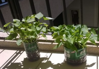 番薯葉怎么種？怎樣種番薯葉