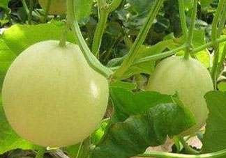 香瓜多少錢一斤？香瓜多少錢一斤2017？