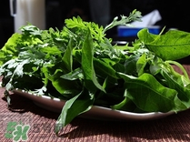 苕尖怎么摘？苕尖怎么擇