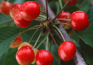 四月份有櫻桃嗎？四月份的櫻桃能吃嗎？