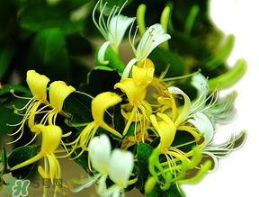 金銀花什么時(shí)候采摘最好？金銀花幾月份采摘？