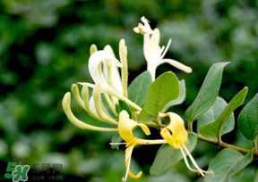 金銀花什么時(shí)候采摘最好？金銀花幾月份采摘？