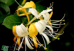 金銀花什么時(shí)候采摘最好？金銀花幾月份采摘？