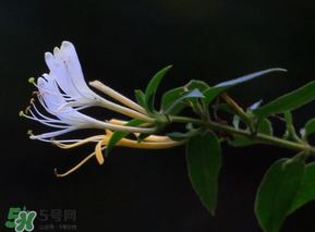 金銀花不能和什么一起吃？金銀花和什么相克？