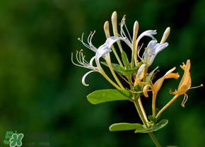 金銀花多少錢一斤2022 曬干金銀花多少錢一斤 金銀花多少錢一斤2022 曬干金銀花多少錢一斤