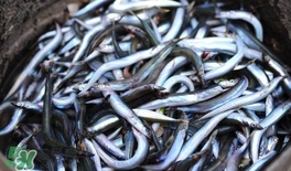 面條魚怎么炸？炸面條魚的做法