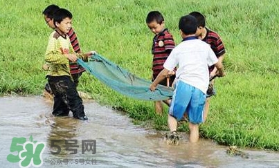 泥鰍怎么抓？泥鰍怎么捉