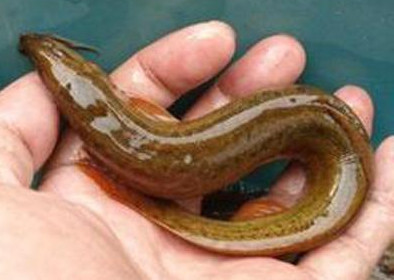 泥鰍有刺嗎？泥鰍有鱗片嗎