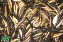 泥鰍有幾種？泥鰍品種大全