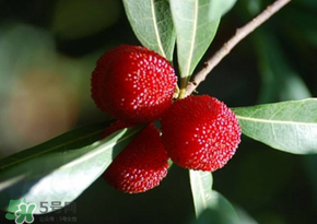 楊梅為什么有蟲子？楊梅有蟲能吃嗎？