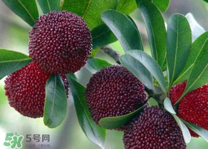 楊梅為什么有蟲子？楊梅有蟲能吃嗎？