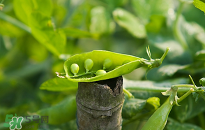 豌豆可以冷凍嗎？豌豆冷凍可以保存多久？