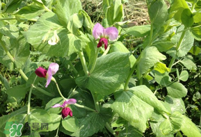 豌豆能放在冰箱嗎？豌豆放冰箱怎么保存？