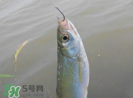 白條魚怎么釣？如何釣白條魚技巧