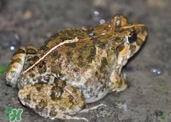 田雞有寄生蟲嗎？田雞有沒有寄生蟲