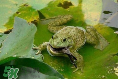 癩蛤蟆能吃嗎？癩蛤蟆可以吃嗎